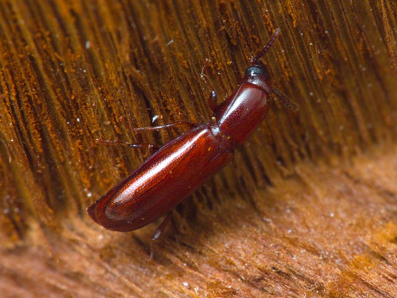 Corticeus unicolor Piller & Mitterpacher, 1783
